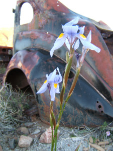 Bloutulp, Blue Moraea, Blue Tulp, Cape Blue Tulp, Kaapsebloutulp, Kaapse-bloutulp, Kraai-uintjie,Tulp, Wilde Tulp