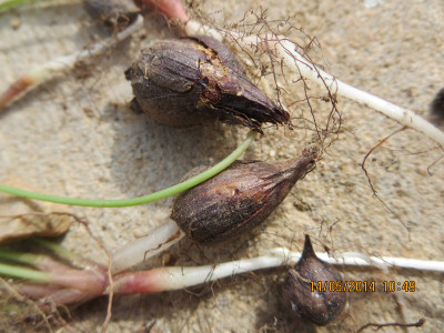 Pypsuring, Sorrel, Suring, Suringwortel, Tuinsuring, Varksuring, Wild Sorrel, Wildesuring,
Wood Sorrel, Yellow Oxalis, Yellow Sorrel