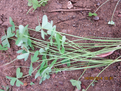 Pypsuring, Sorrel, Suring, Suringwortel, Tuinsuring, Varksuring, Wild Sorrel, Wildesuring,
Wood Sorrel, Yellow Oxalis, Yellow Sorrel