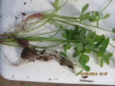 Pypsuring, Sorrel, Suring, Suringwortel, Tuinsuring, Varksuring, Wild Sorrel, Wildesuring,
Wood Sorrel, Yellow Oxalis, Yellow Sorrel