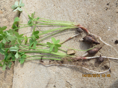 Pypsuring, Sorrel, Suring, Suringwortel, Tuinsuring, Varksuring, Wild Sorrel, Wildesuring,
Wood Sorrel, Yellow Oxalis, Yellow Sorrel