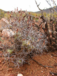 Oukoe, Oukoei Cotyledon, Poppiebos, Sifkopkandelaar, Klipnenta, Klipnentacotyledon, Krimpsiekte, Nanta, Neenta